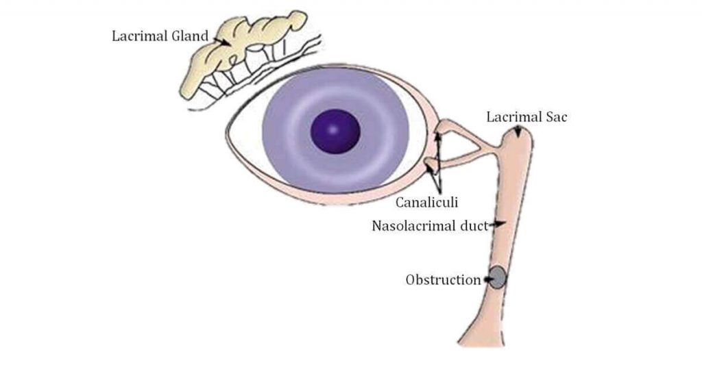 Overview of the lacrimal system